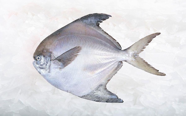 ماهی کامل